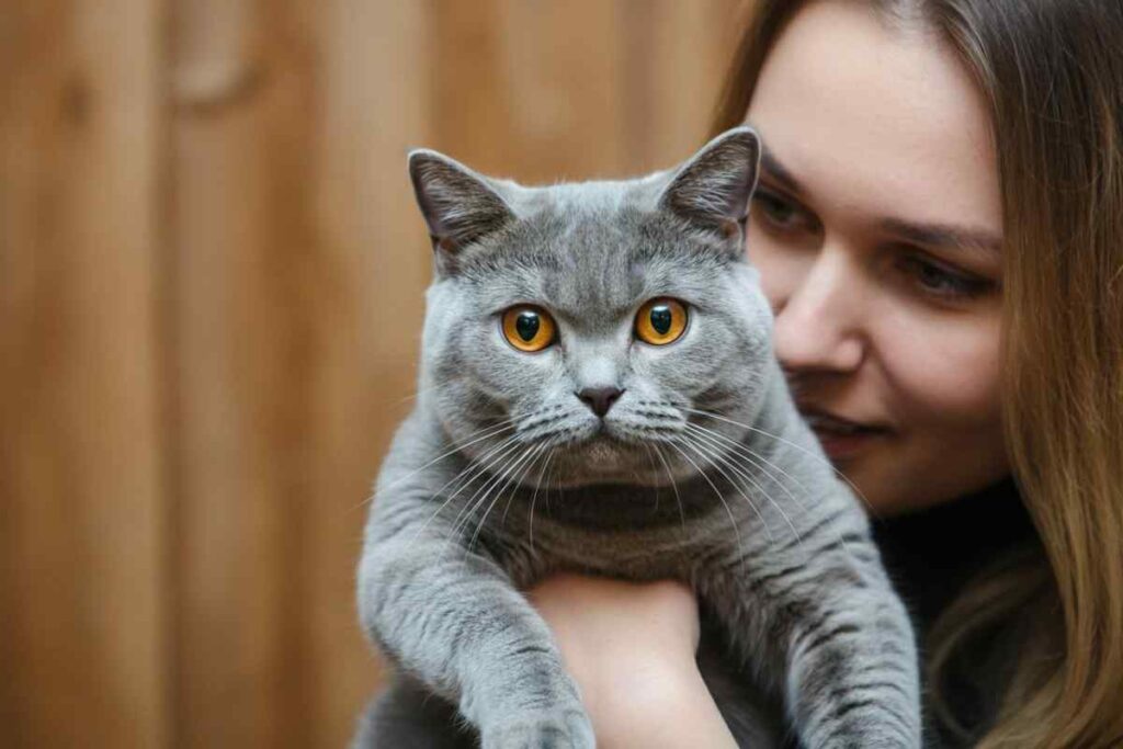 gatto british shorthair