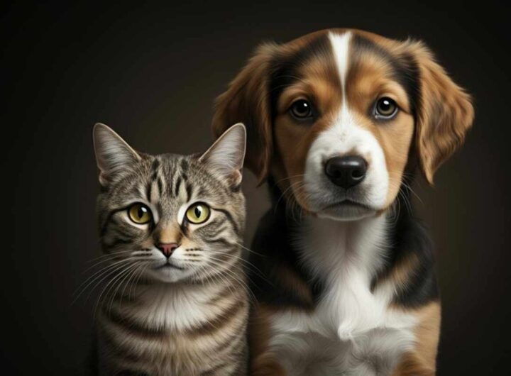gatto e cane convivenza