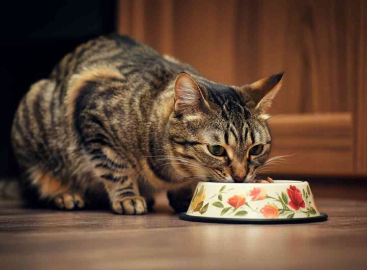 gatto cibo secco