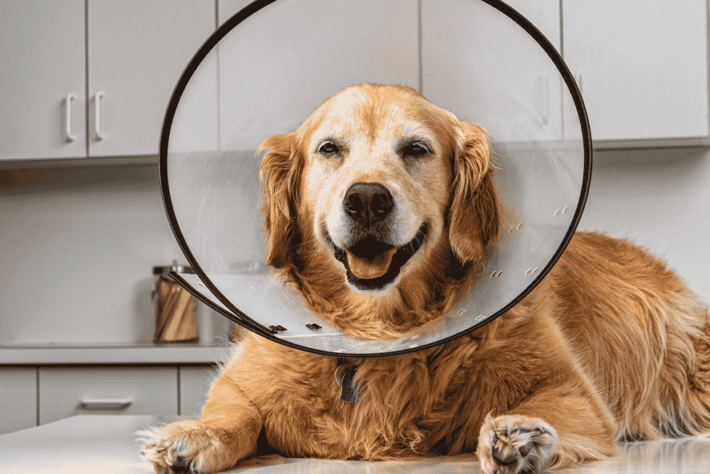 cono cane consigli