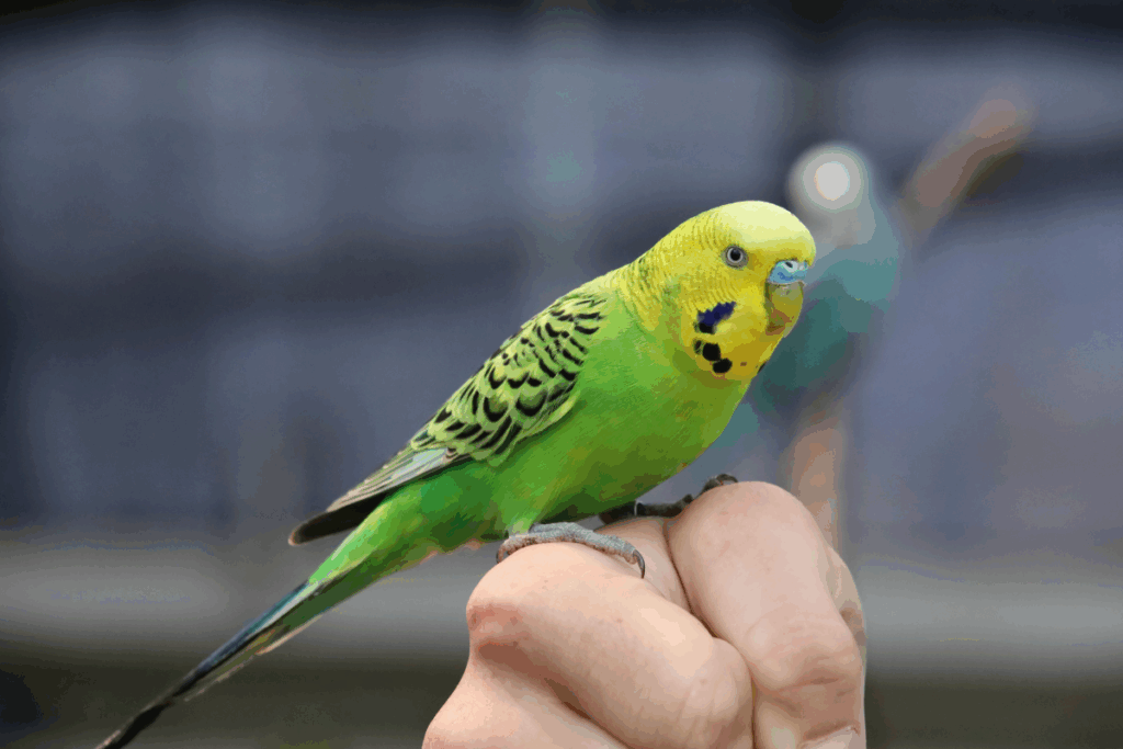 giocattoli per uccellini