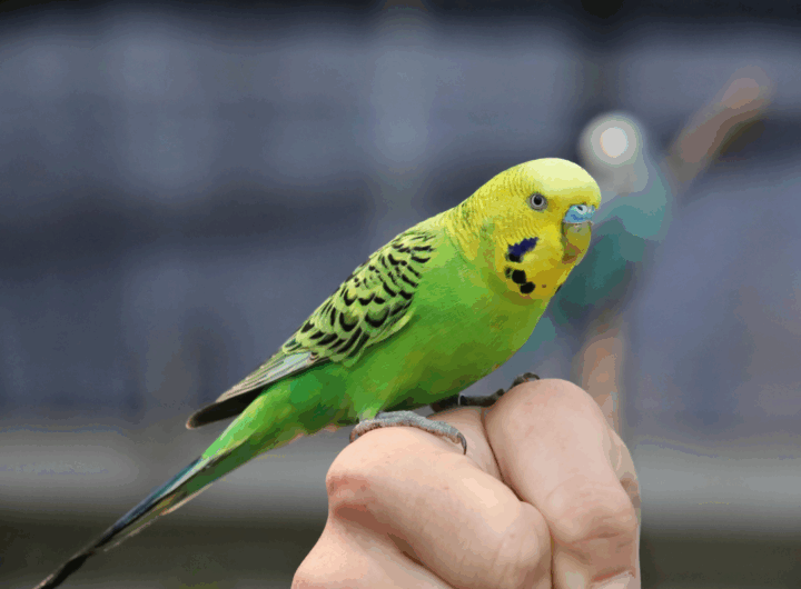 giocattoli per uccellini
