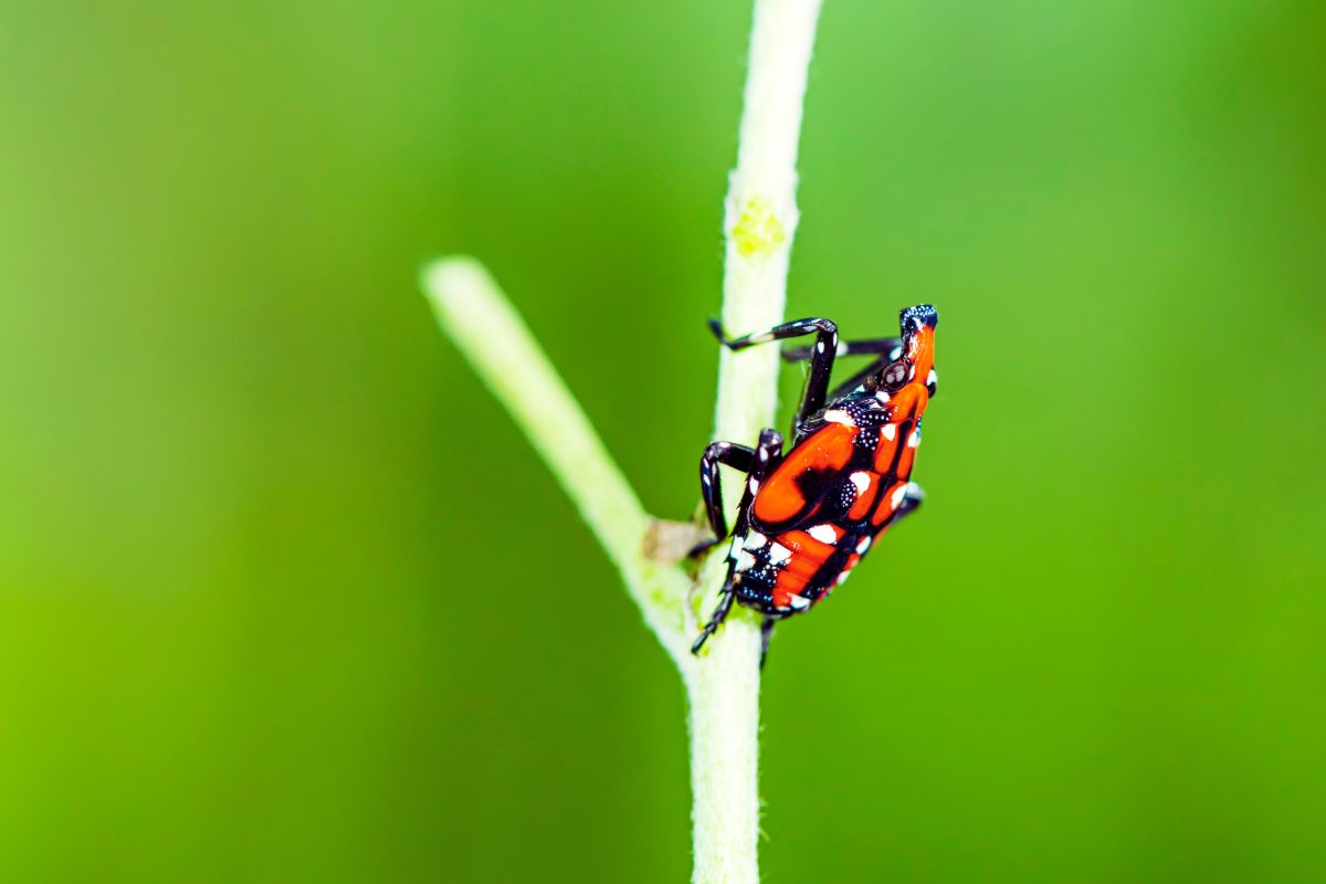 Se vedi questa farfalla o la sua ninfa, stai in allerta