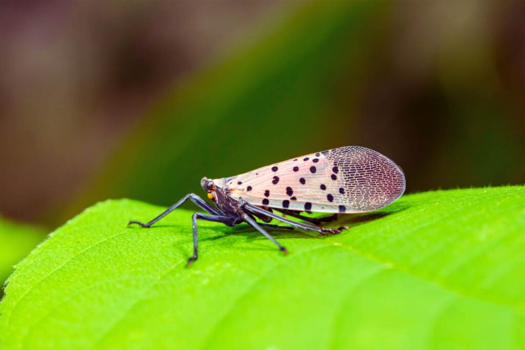 Se vedi questa farfalla o la sua ninfa, stai in allerta