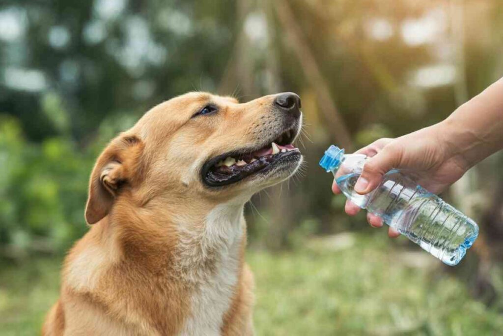 come proteggere gli animali dal caldo