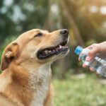come proteggere gli animali dal caldo
