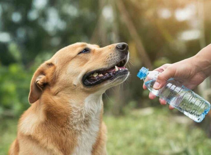 come proteggere gli animali dal caldo