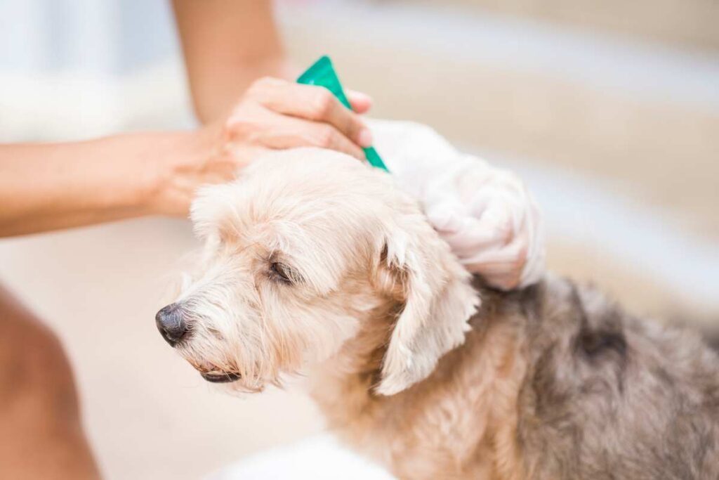 come scegliere antiparassitario animale domestico