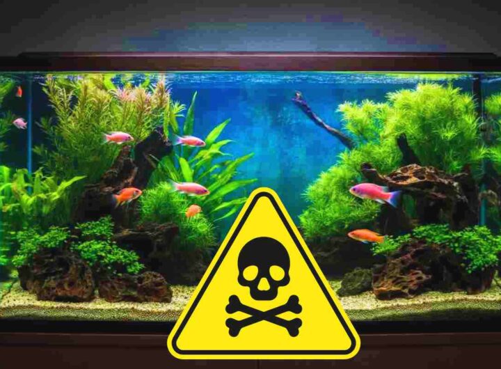 rischio di avvelenamento negli acquari