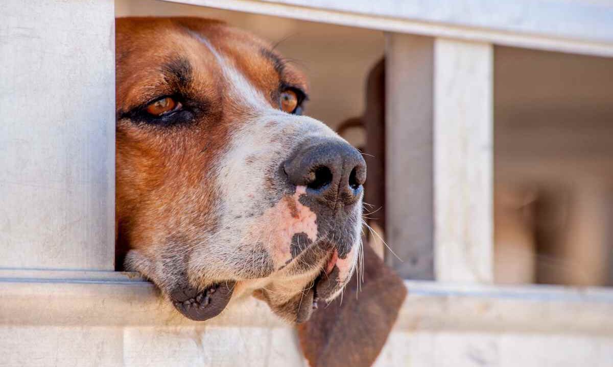 storia cane più spaventato che trova una nuova vita