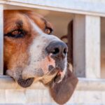 storia cane più spaventato che trova una nuova vita