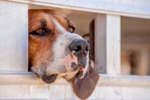 storia cane più spaventato che trova una nuova vita