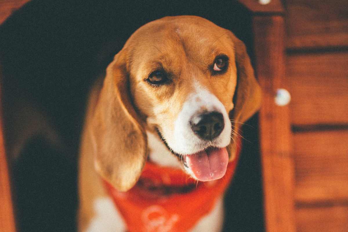 storia cane più spaventato che trova una nuova vita