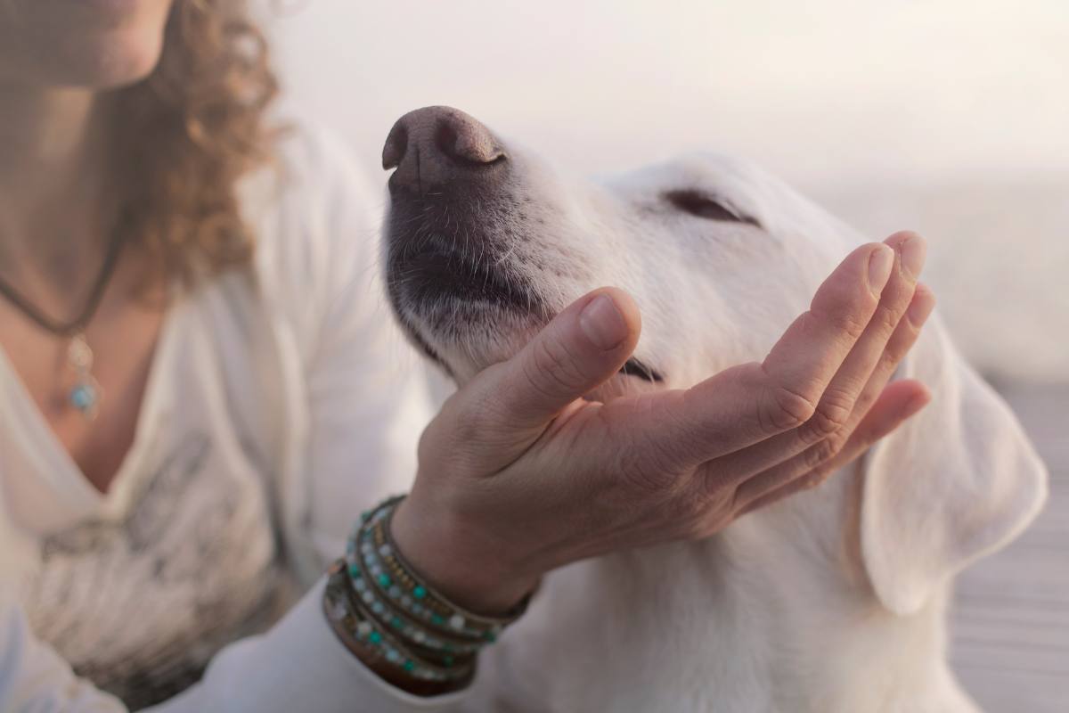 perché cani sentono prima di noi malattie