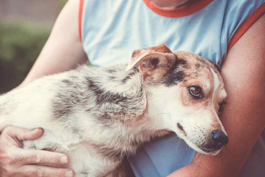 pensione cani quale scegliere