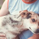 pensione cani quale scegliere