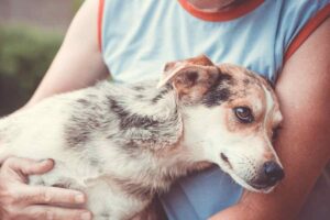 pensione cani quale scegliere