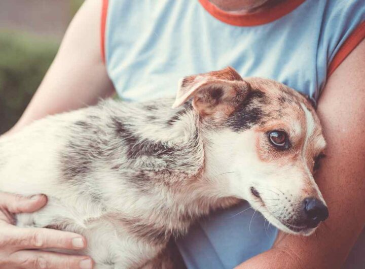 pensione cani quale scegliere