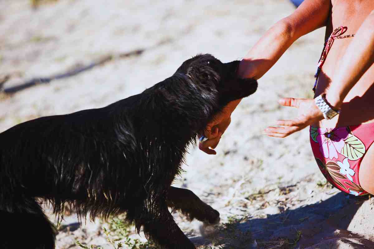 cane che morde e responsabilità legale