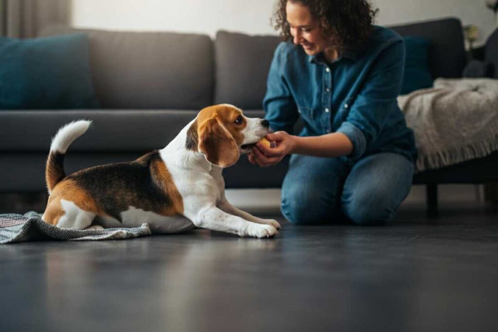 gli errori dei padroni con i cani