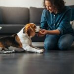 gli errori dei padroni con i cani