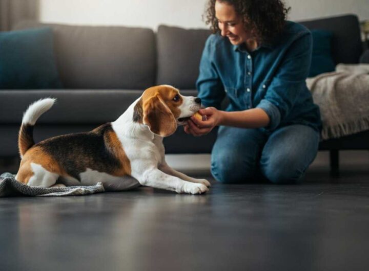 gli errori dei padroni con i cani