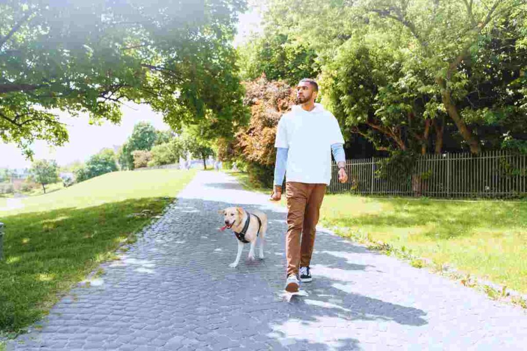 cane a passeggio senza guinzaglio
