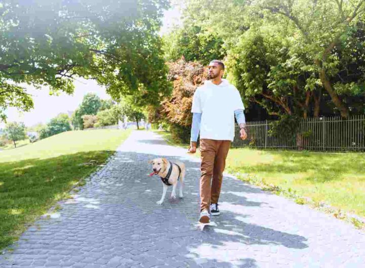 cane a passeggio senza guinzaglio
