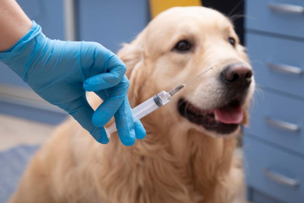 vaccino animale domestico