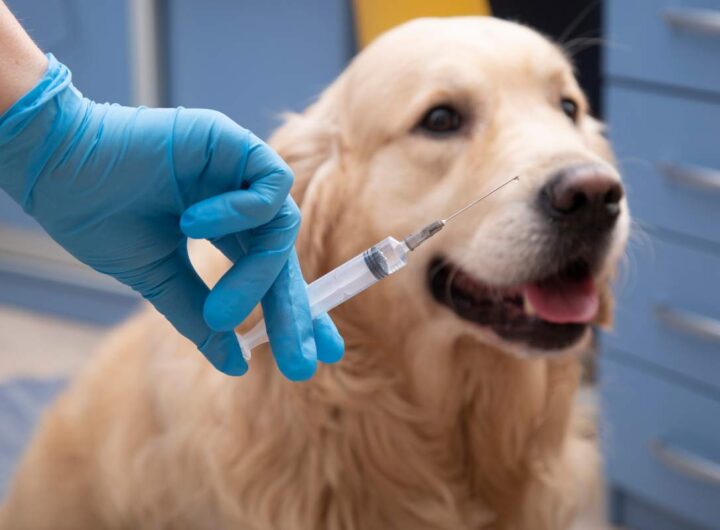 vaccino animale domestico