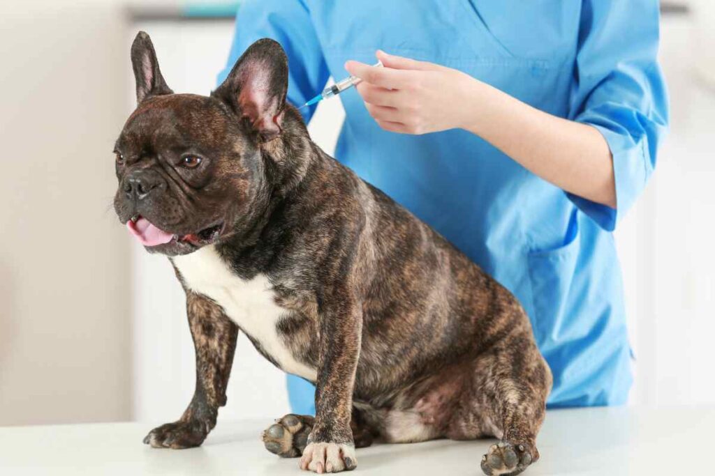 vaccini da fare cane
