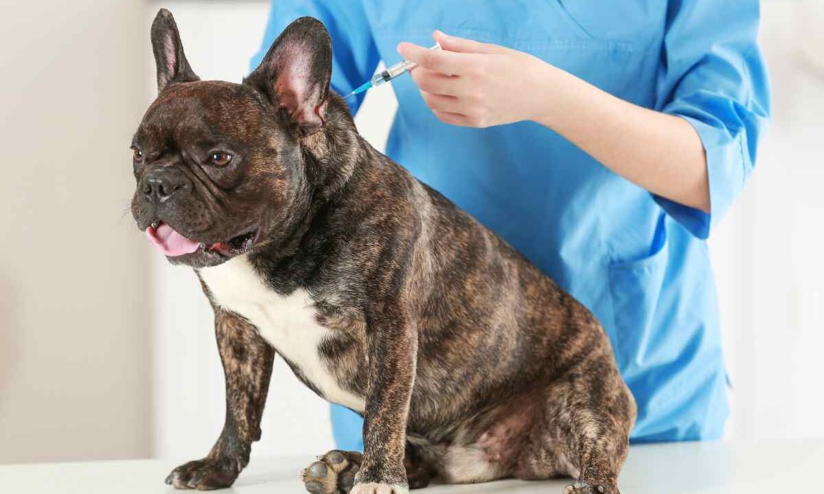 vaccini da fare cane