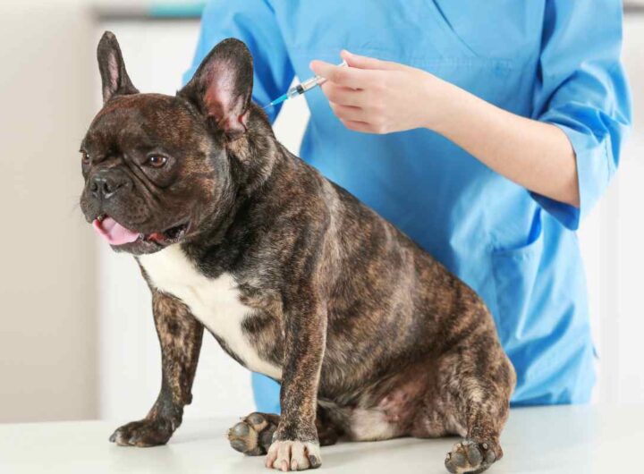 vaccini da fare cane
