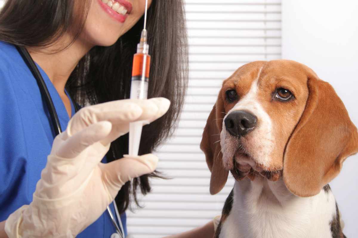 cane vaccini essenziali
