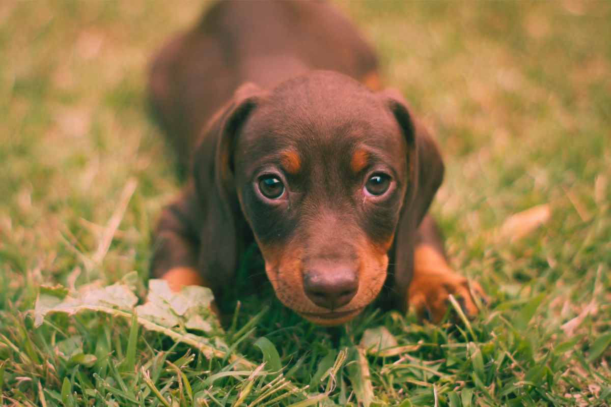 Perché i cani guardano il padrone mentre fanno i bisogni