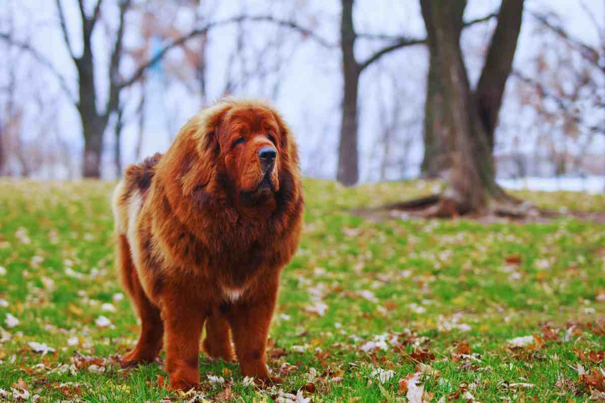 quali cani sono più costosi?