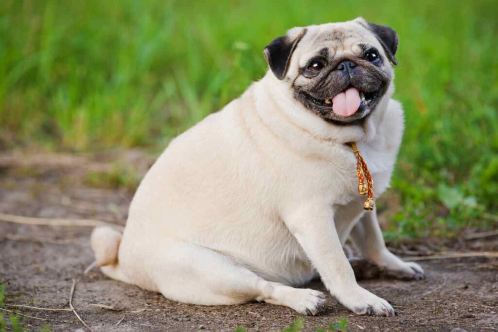 Il tuo cane è in sovrappeso? Ecco il test facile che ti svela tutto