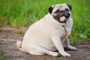 Il tuo cane è in sovrappeso? Ecco il test facile che ti svela tutto