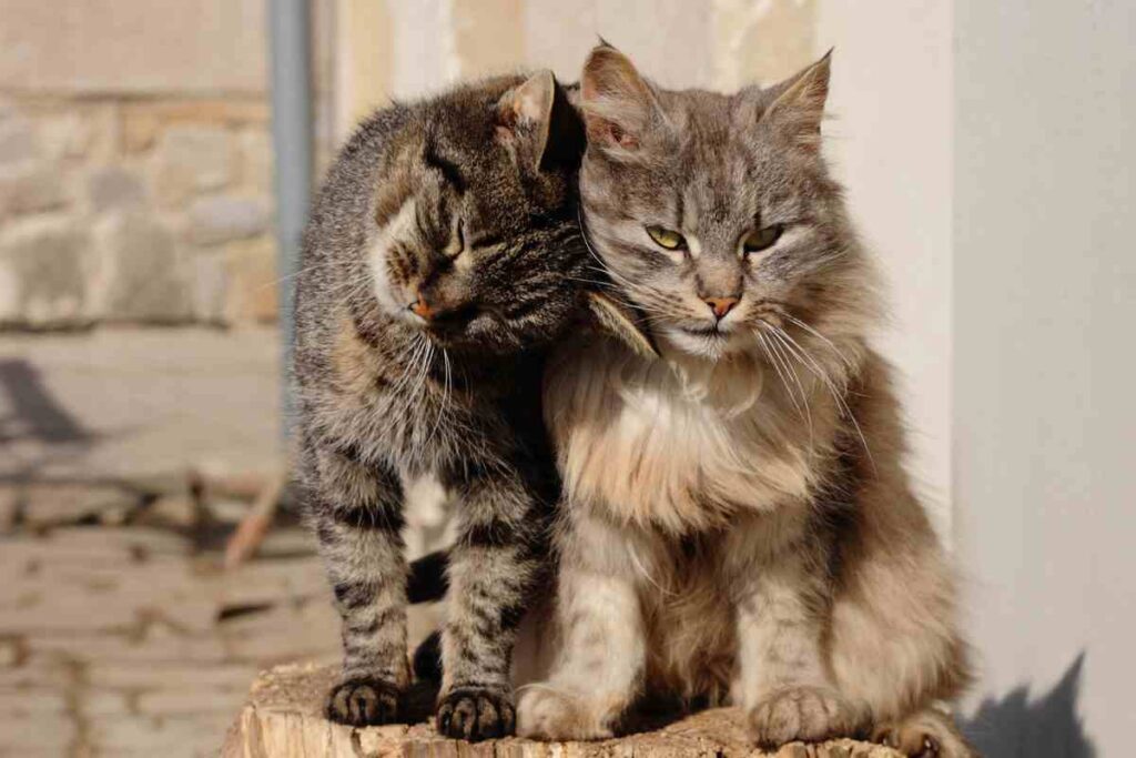 missione impossibile jefferson e tango