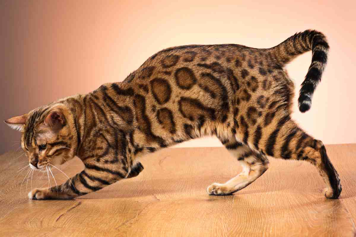 gatto glitter nuova tendenza