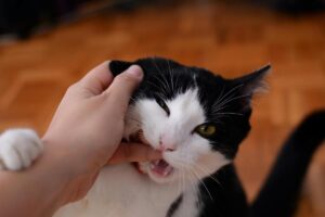 Gatto morde mano