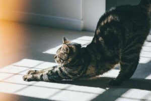 perché gatto si stiracchia