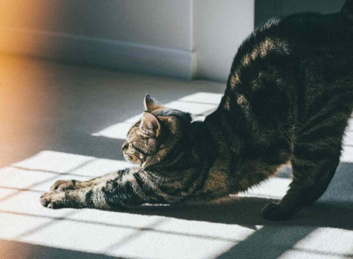 perché gatto si stiracchia