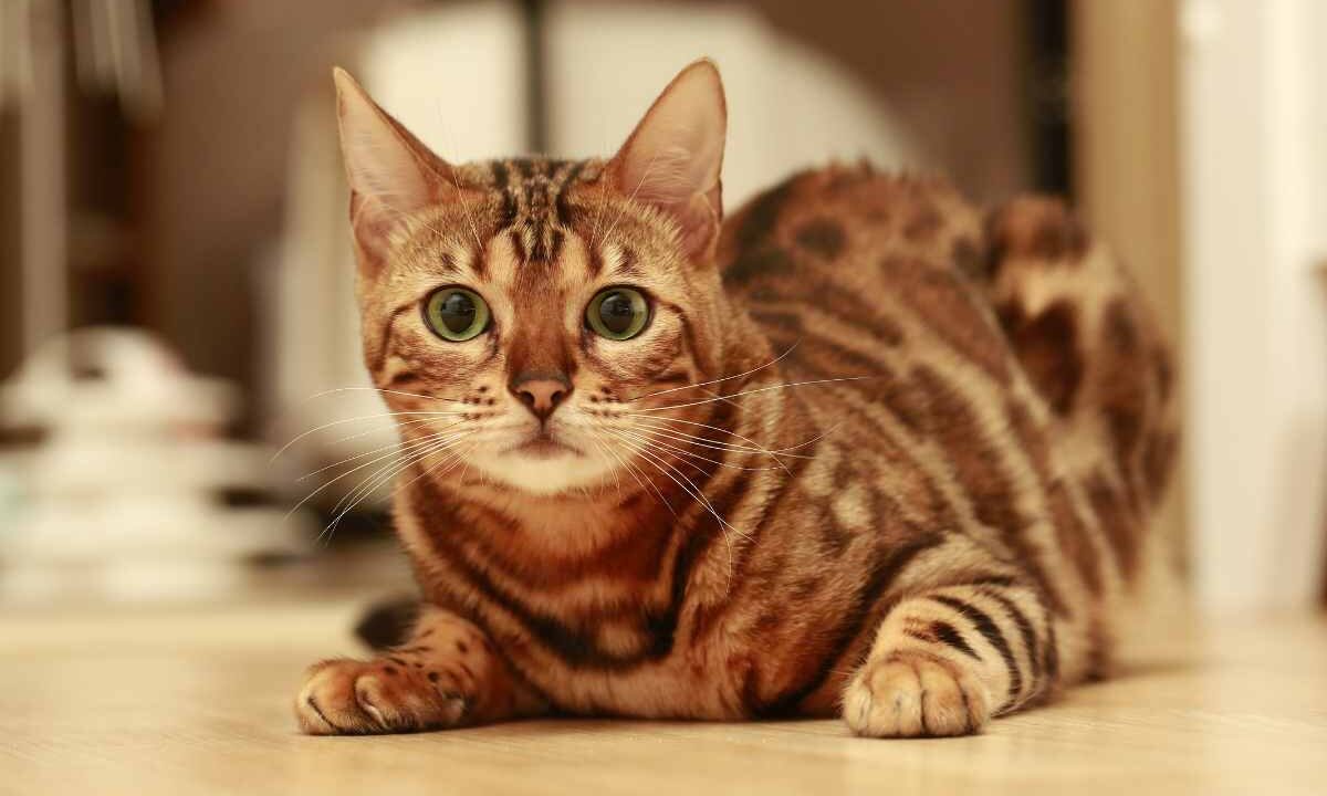 gatto glitter nuova tendenza