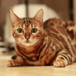 gatto glitter nuova tendenza