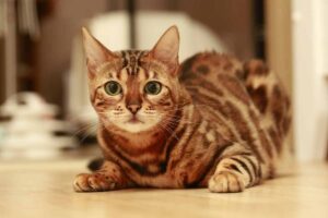 gatto glitter nuova tendenza