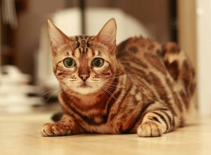 gatto glitter nuova tendenza