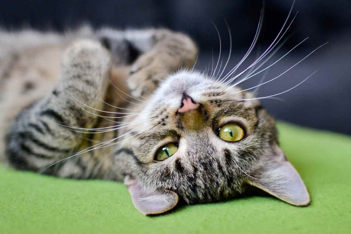 tenda da campeggio gatto