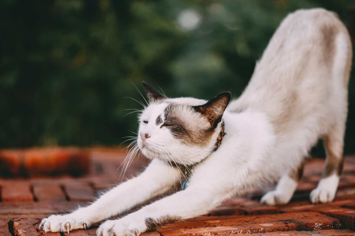 perché gatto si stiracchia