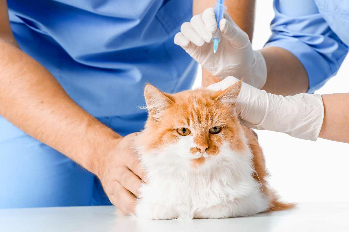 vaccini per animale domestico
